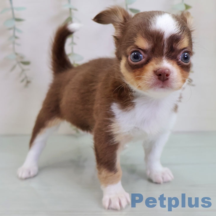 熊本県のチワワ(ロング) (ペットプラス 熊本店/2025年10月30日生まれ/男の子/チョコレートタンホワイト)の子犬の1枚目の画像