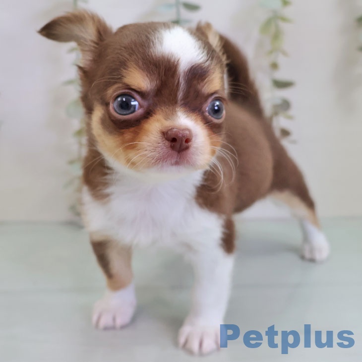 熊本県のチワワ(ロング) (ペットプラス 熊本店/2025年10月30日生まれ/男の子/チョコレートタンホワイト)の子犬の2枚目の画像