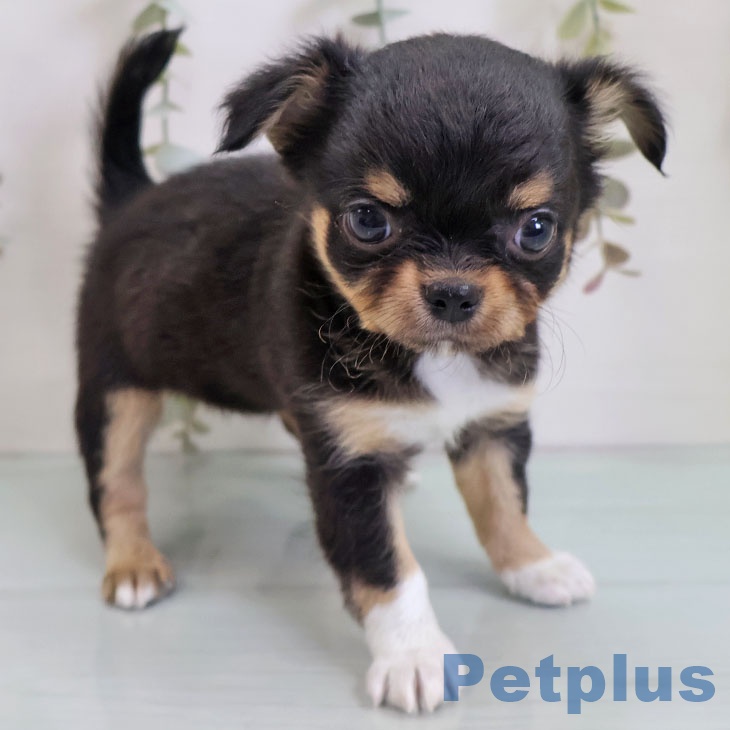 福岡県のチワワ(ロング) (ペットプラス ららぽーと福岡店/2025年10月30日生まれ/女の子/ブラックタンホワイト)の子犬の1枚目の画像