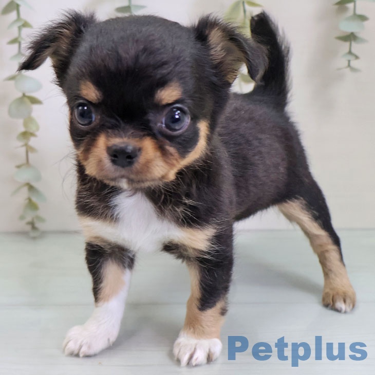 福岡県のチワワ(ロング) (ペットプラス ららぽーと福岡店/2025年10月30日生まれ/女の子/ブラックタンホワイト)の子犬の2枚目の画像