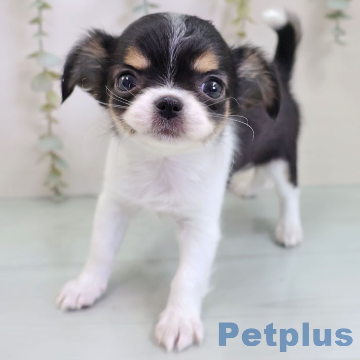 福岡県のチワワ(ロング) (ペットプラス 小倉南店/2025年10月30日生まれ/女の子/ブラックタンホワイト)の子犬の1枚目の画像