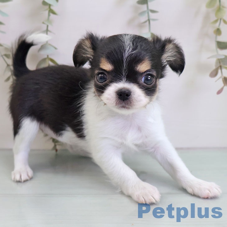 福岡県のチワワ(ロング) (ペットプラス 小倉南店/2025年10月30日生まれ/女の子/ブラックタンホワイト)の子犬の2枚目の画像