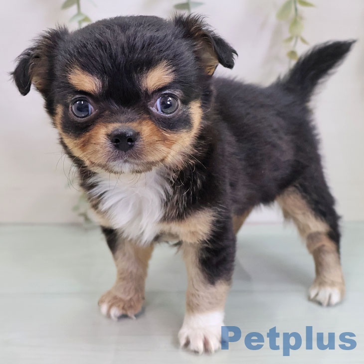 福岡県のチワワ(ロング) (ペットプラス 八幡東店/2025年10月30日生まれ/女の子/ブラックタンホワイト)の子犬の1枚目の画像