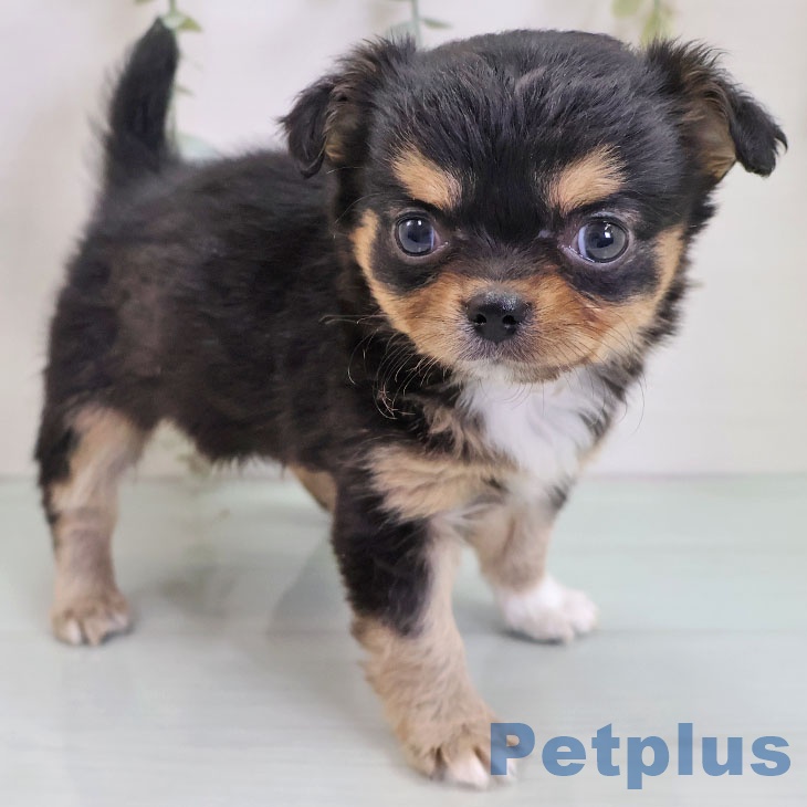 福岡県のチワワ(ロング) (ペットプラス 八幡東店/2025年10月30日生まれ/女の子/ブラックタンホワイト)の子犬の2枚目の画像