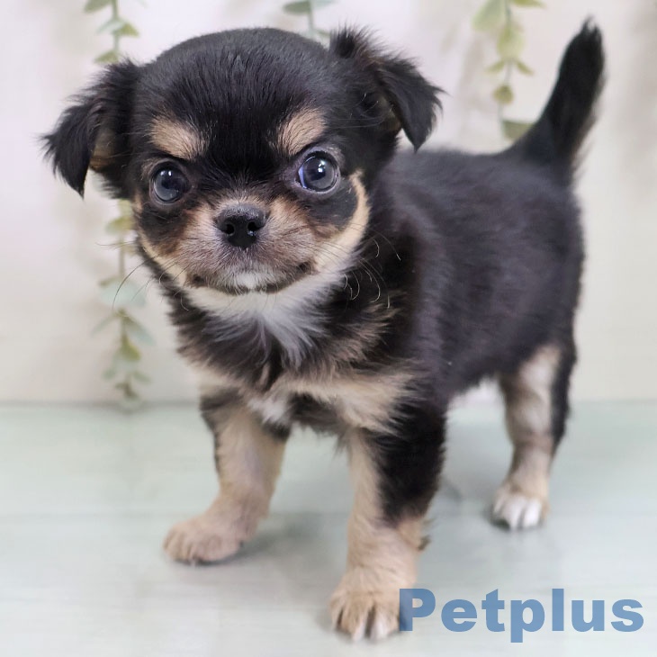 福岡県のチワワ(ロング) (ペットプラス 八幡東店/2025年10月30日生まれ/女の子/ブラックタンホワイト)の子犬の1枚目の画像
