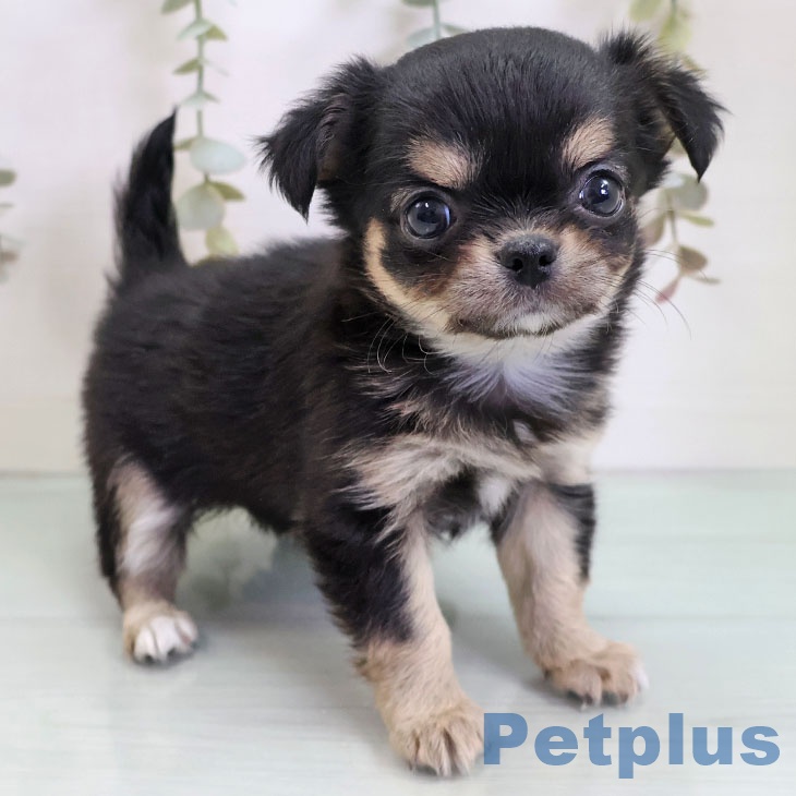 福岡県のチワワ(ロング) (ペットプラス 八幡東店/2025年10月30日生まれ/女の子/ブラックタンホワイト)の子犬の2枚目の画像