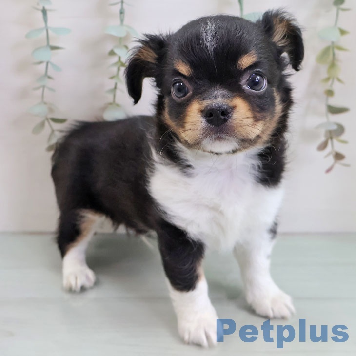 千葉県のチワワ(ロング) (ペットプラス 木更津店/2025年10月30日生まれ/男の子/ブラックタンホワイト)の子犬