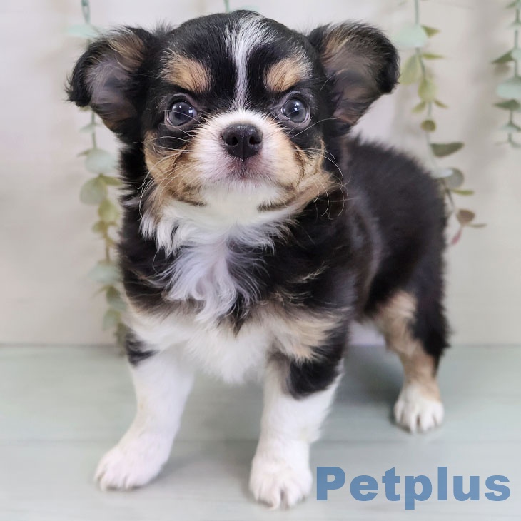 福岡県のチワワ(ロング) (ペットプラス 福岡店/2025年10月30日生まれ/女の子/ブラックタンホワイト)の子犬の2枚目の画像