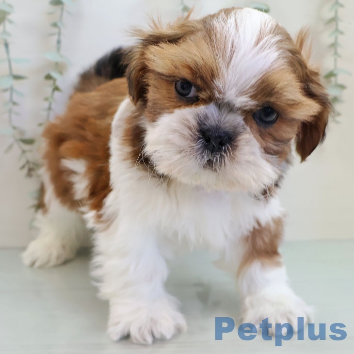 福岡県のシーズー (ペットプラス 八幡東店/2025年10月30日生まれ/男の子/ゴールドホワイト)の子犬の1枚目の画像