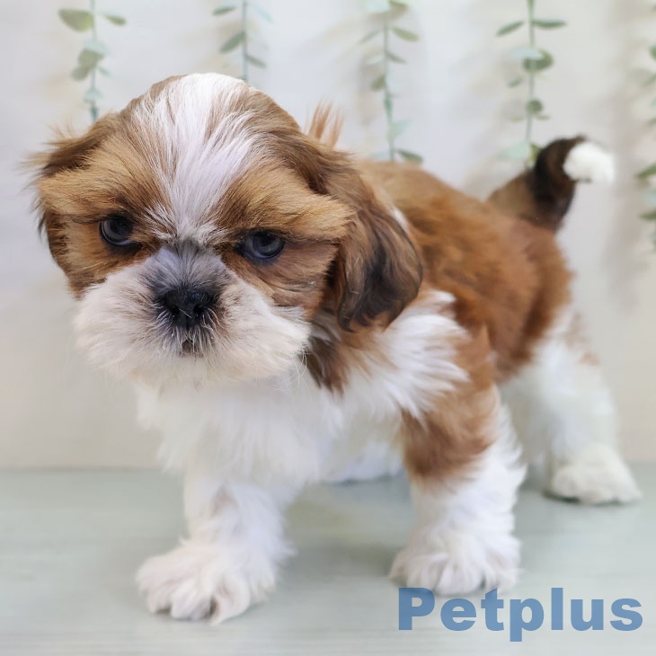 福岡県のシーズー (ペットプラス 八幡東店/2025年10月30日生まれ/男の子/ゴールドホワイト)の子犬の2枚目の画像