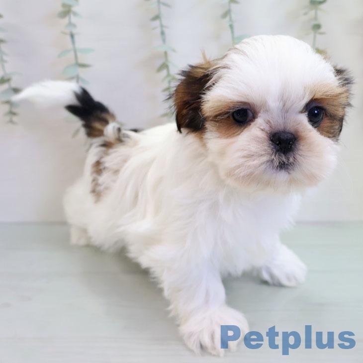 沖縄県のシーズー (ペットプラス 沖縄ライカム店/2025年10月30日生まれ/女の子/ホワイトゴールド)の子犬の2枚目の画像