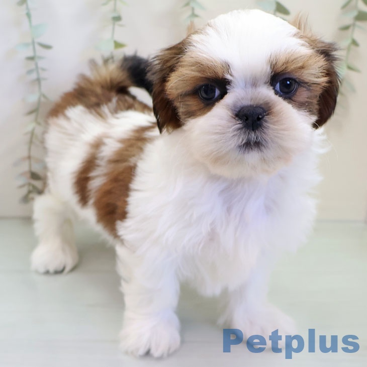 福岡県のシーズー (ペットプラス 春日店/2025年10月30日生まれ/女の子/ホワイトゴールド)の子犬の1枚目の画像