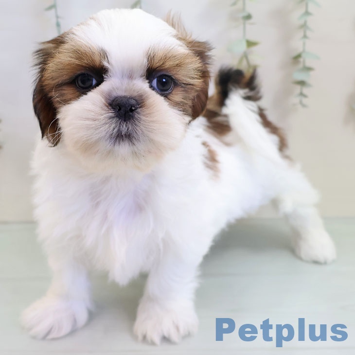 福岡県のシーズー (ペットプラス 春日店/2025年10月30日生まれ/女の子/ホワイトゴールド)の子犬の2枚目の画像
