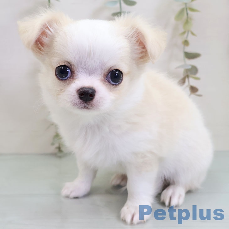 鹿児島県のチワワ(ロング) (ペットプラス 姶良店/2025年10月30日生まれ/男の子/クリームホワイト)の子犬の1枚目の画像