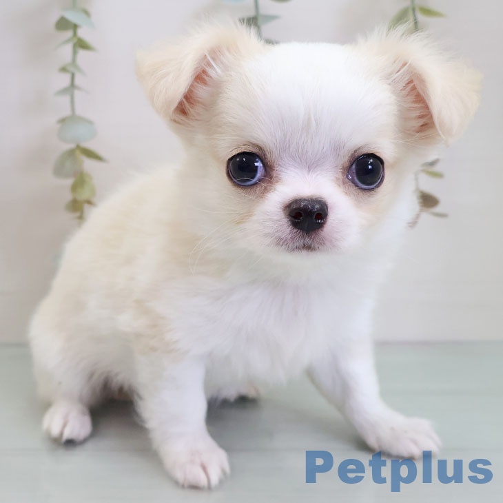 鹿児島県のチワワ(ロング) (ペットプラス 姶良店/2025年10月30日生まれ/男の子/クリームホワイト)の子犬の2枚目の画像