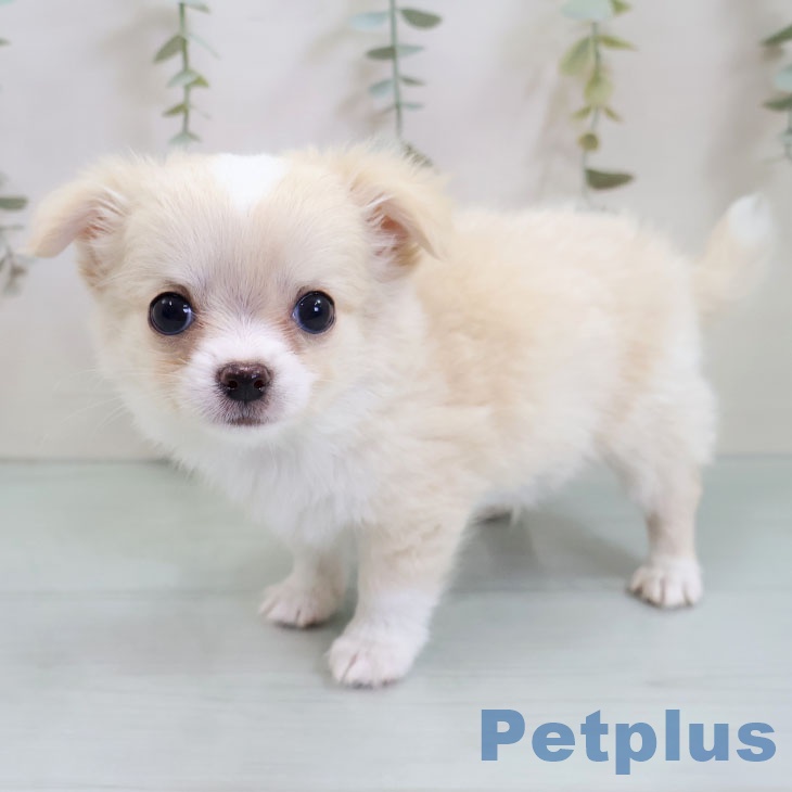 福岡県のチワワ(ロング) (ペットプラス 八幡東店/2025年10月30日生まれ/男の子/クリームホワイト)の子犬の1枚目の画像
