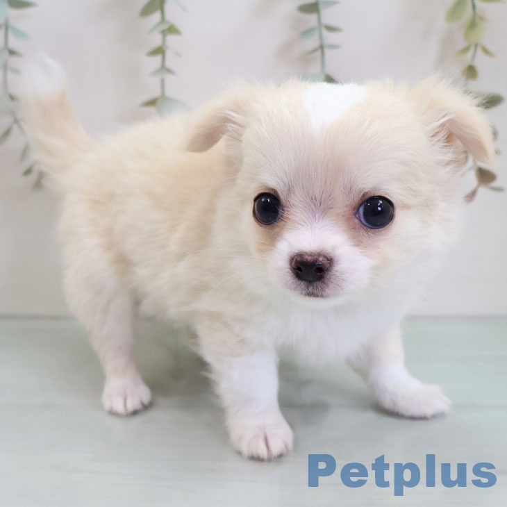 福岡県のチワワ(ロング) (ペットプラス 八幡東店/2025年10月30日生まれ/男の子/クリームホワイト)の子犬の2枚目の画像