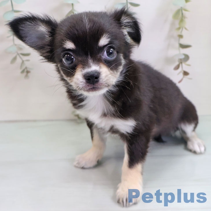福岡県のチワワ(ロング) (ペットプラス 春日店/2025年10月28日生まれ/女の子/ブラックタンホワイト)の子犬の1枚目の画像