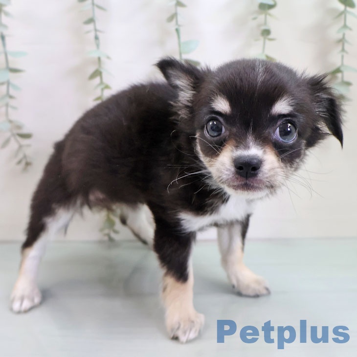 福岡県のチワワ(ロング) (ペットプラス 春日店/2025年10月28日生まれ/女の子/ブラックタンホワイト)の子犬の2枚目の画像