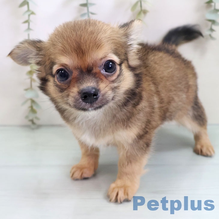 熊本県のチワワ(ロング) (ペットプラス 熊本店/2025年10月30日生まれ/男の子/レッド)の子犬の1枚目の画像