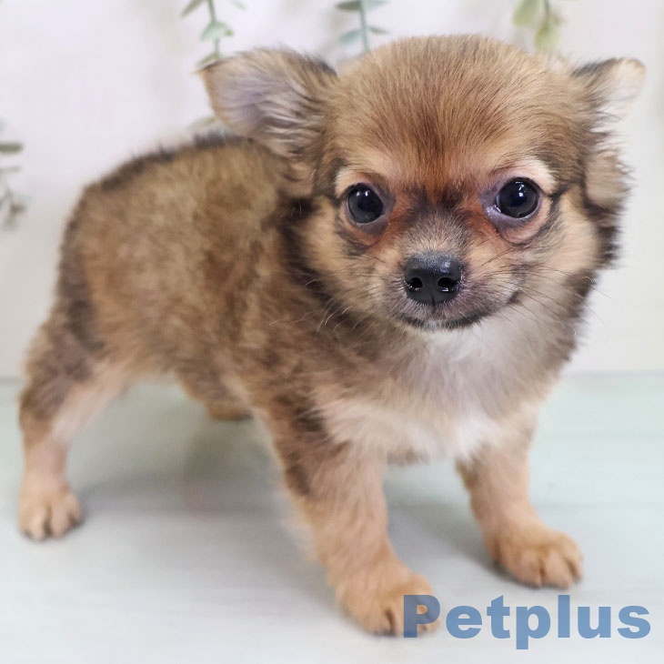 熊本県のチワワ(ロング) (ペットプラス 熊本店/2025年10月30日生まれ/男の子/レッド)の子犬の2枚目の画像