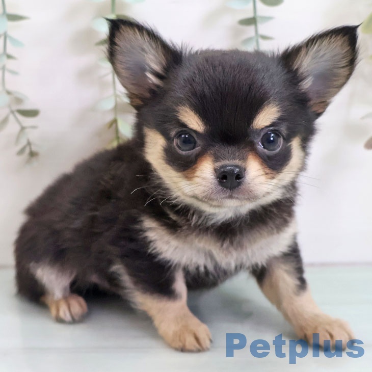 千葉県のチワワ(ロング) (ペッツワン 千葉ニュータウン店/2025年10月30日生まれ/男の子/ブラックタン)の子犬の2枚目の画像