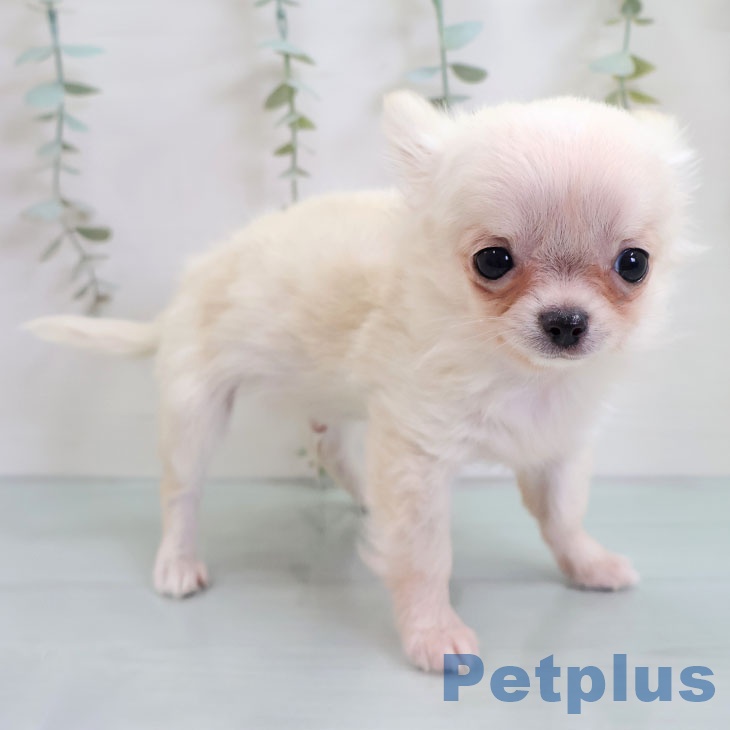 福岡県のチワワ(ロング) (ペットプラス ららぽーと福岡店/2025年10月18日生まれ/男の子/クリームホワイト)の子犬の1枚目の画像