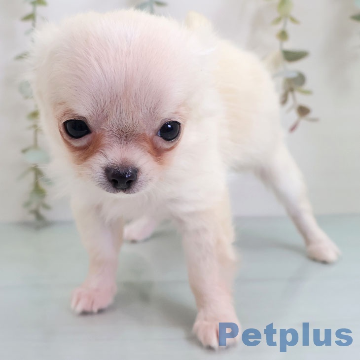 福岡県のチワワ(ロング) (ペットプラス ららぽーと福岡店/2025年10月18日生まれ/男の子/クリームホワイト)の子犬の2枚目の画像