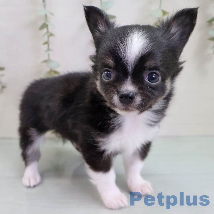 福岡県のチワワ(ロング) (ペットプラス ららぽーと福岡店/2025年10月30日生まれ/男の子/ブラックタンホワイト)の子犬の1枚目の画像