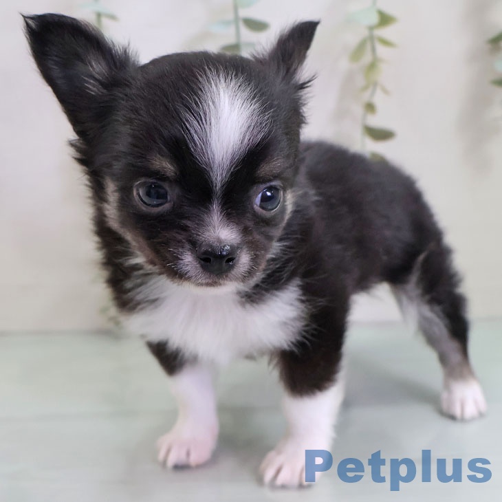 福岡県のチワワ(ロング) (ペットプラス ららぽーと福岡店/2025年10月30日生まれ/男の子/ブラックタンホワイト)の子犬の2枚目の画像