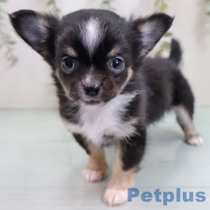 熊本県のチワワ(ロング) (ペットプラス 熊本店/2025年10月30日生まれ/女の子/ブラックタンホワイト)の子犬の1枚目の画像