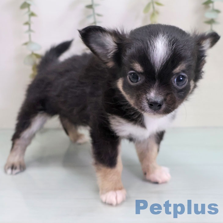熊本県のチワワ(ロング) (ペットプラス 熊本店/2025年10月30日生まれ/女の子/ブラックタンホワイト)の子犬の2枚目の画像