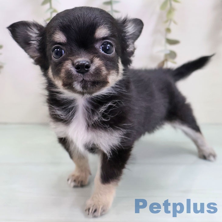 福岡県のチワワ(ロング) (ペットプラス 香椎浜店/2025年10月30日生まれ/女の子/ブラックタンホワイト)の子犬の1枚目の画像