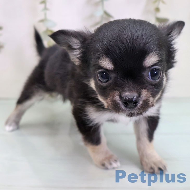 福岡県のチワワ(ロング) (ペットプラス 香椎浜店/2025年10月30日生まれ/女の子/ブラックタンホワイト)の子犬の2枚目の画像