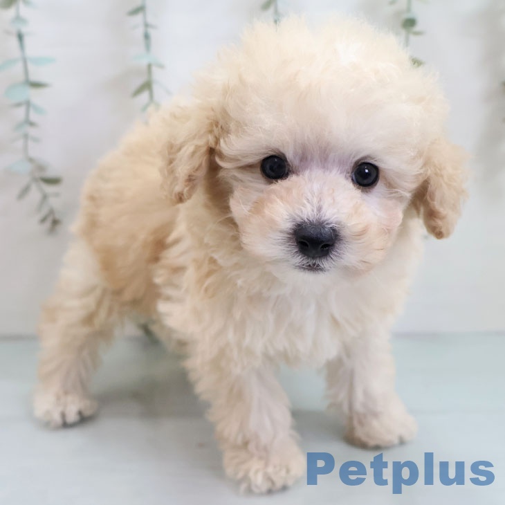 福岡県のトイプードル(トイ) (ペットプラス 福岡店/2025年10月26日生まれ/男の子/クリーム)の子犬の1枚目の画像