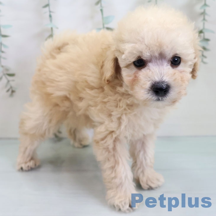 福岡県のトイプードル(トイ) (ペットプラス 春日店/2025年10月26日生まれ/男の子/クリーム)の子犬の1枚目の画像