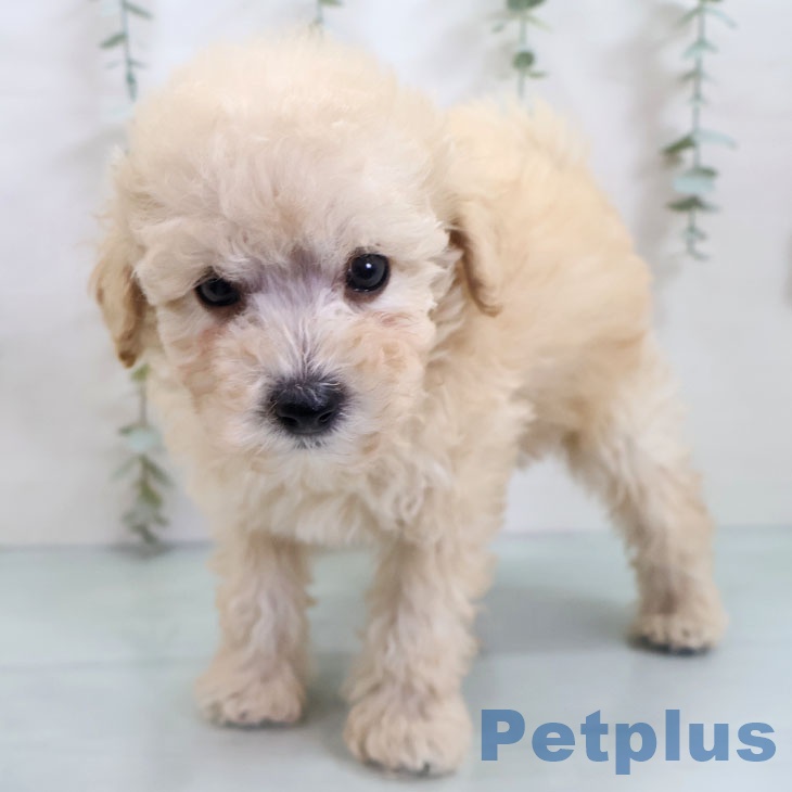 福岡県のトイプードル(トイ) (ペットプラス 春日店/2025年10月26日生まれ/男の子/クリーム)の子犬の2枚目の画像