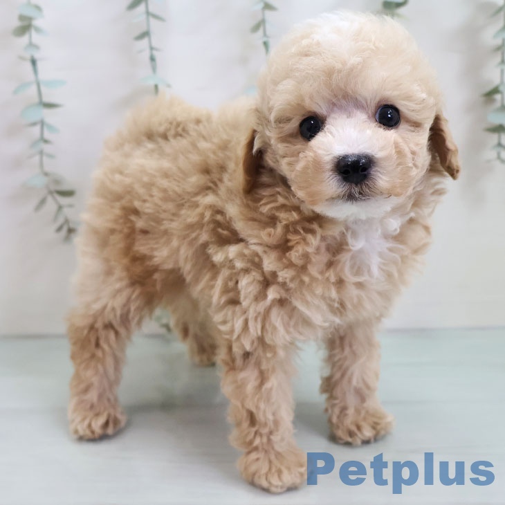 福岡県のトイプードル(トイ) (ペットプラス 香椎浜店/2025年10月26日生まれ/男の子/クリーム)の子犬の1枚目の画像