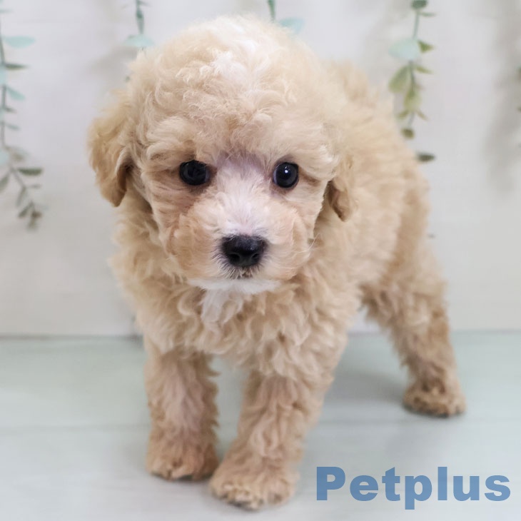 福岡県のトイプードル(トイ) (ペットプラス 香椎浜店/2025年10月26日生まれ/男の子/クリーム)の子犬の2枚目の画像