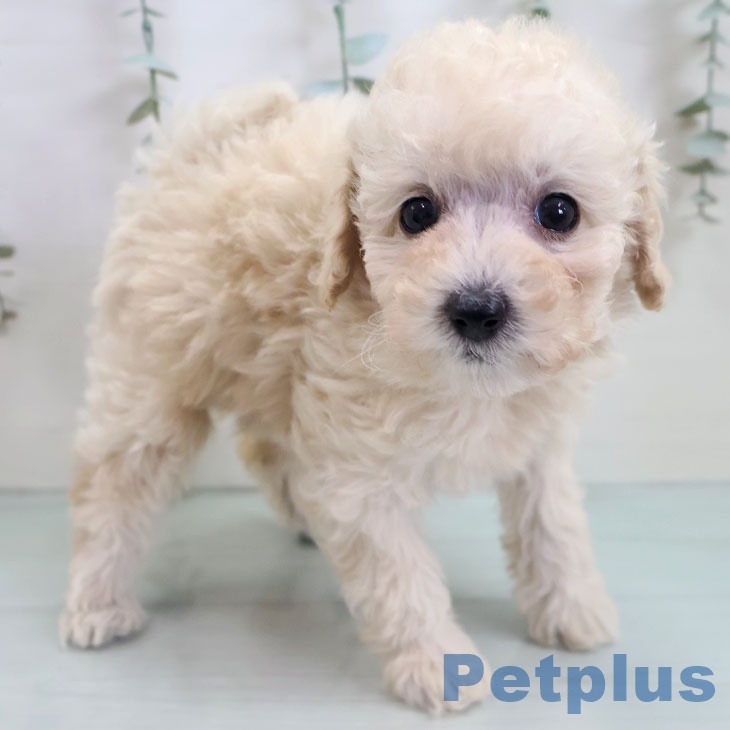 福岡県のトイプードル(トイ) (ペットプラス ららぽーと福岡店/2025年10月26日生まれ/女の子/クリーム)の子犬の1枚目の画像