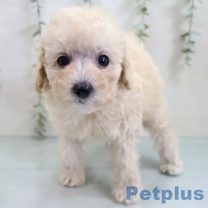 福岡県のトイプードル(トイ) (ペットプラス ららぽーと福岡店/2025年10月26日生まれ/女の子/クリーム)の子犬の2枚目の画像