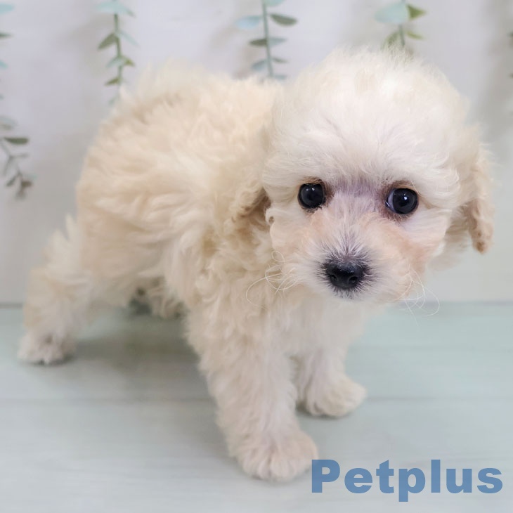 熊本県のトイプードル(トイ) (ペットプラス 熊本店/2025年10月26日生まれ/女の子/クリーム)の子犬の1枚目の画像