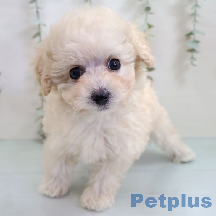 熊本県のトイプードル(トイ) (ペットプラス 熊本店/2025年10月26日生まれ/女の子/クリーム)の子犬の2枚目の画像