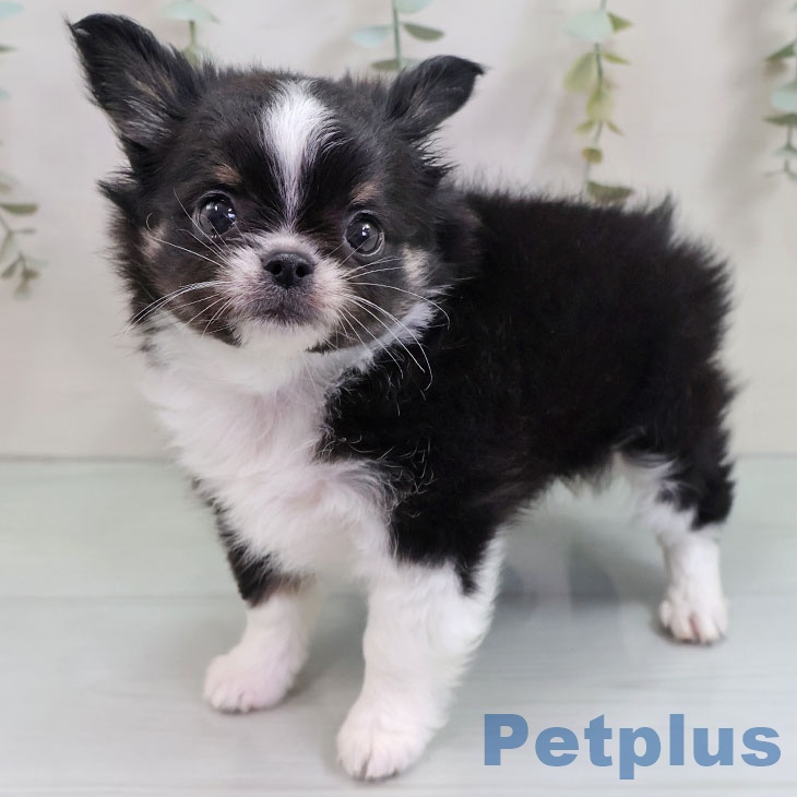 東京都のチワワ(ロング) (ペットプラス 立川高島屋S.C.店/2025年10月31日生まれ/男の子/ブラックタンホワイト)の子犬