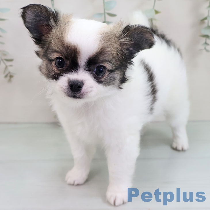 埼玉県のチワワ(ロング) (ペットプラス 上尾店/2025年10月31日生まれ/男の子/ホワイトセーブル)の子犬の2枚目の画像