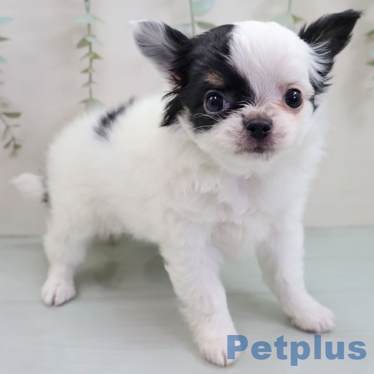 長崎県のチワワ(ロング) (ペットプラス 長崎店/2025年10月31日生まれ/女の子/ホワイトブラック)の子犬の1枚目の画像