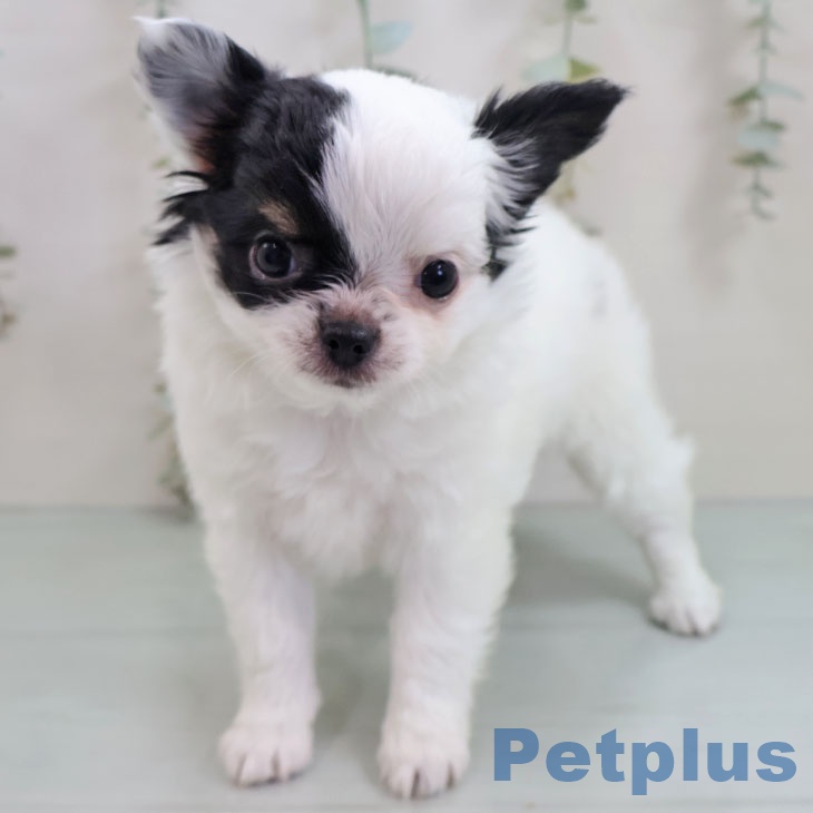 長崎県のチワワ(ロング) (ペットプラス 長崎店/2025年10月31日生まれ/女の子/ホワイトブラック)の子犬の2枚目の画像