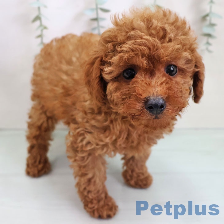 福岡県のトイプードル(トイ) (ペットプラス 黒崎店/2025年10月30日生まれ/男の子/レッド)の子犬の1枚目の画像