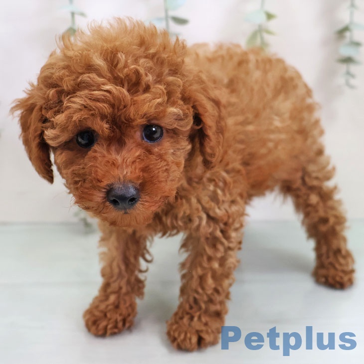 福岡県のトイプードル(トイ) (ペットプラス 黒崎店/2025年10月30日生まれ/男の子/レッド)の子犬の2枚目の画像