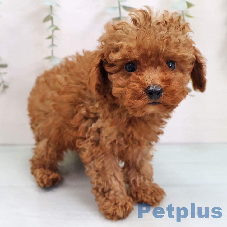熊本県のトイプードル(トイ) (ペットプラス 熊本店/2025年10月30日生まれ/男の子/レッド)の子犬の1枚目の画像